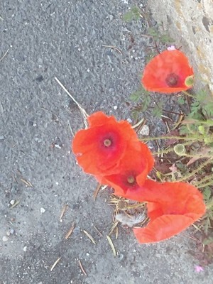 photo of Common Poppy