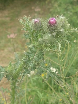 photo of Spear Thistle