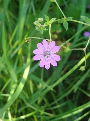 photo of Dove's Foot Crane's Bill
