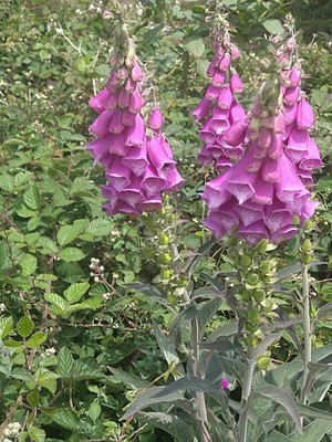 photo of Foxglove