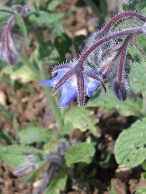 photo of Borage