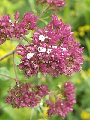 photo of Wild Marjoram