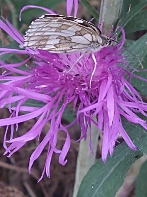 photo of Brown Knapweed
