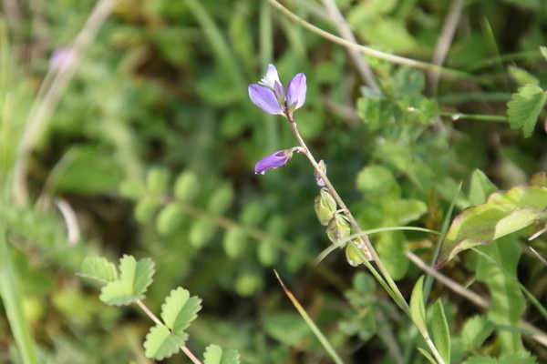 photo of Heath Milkwort