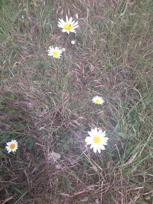 photo of Oxeye Daisy