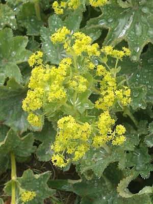 photo of Garden Lady's Mantle
