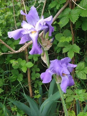 photo of Bearded Iris