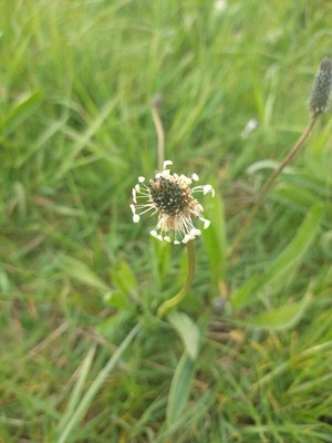 photo of Ribwort Plantain