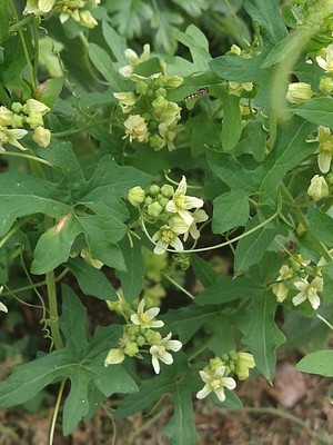 photo of White Bryony