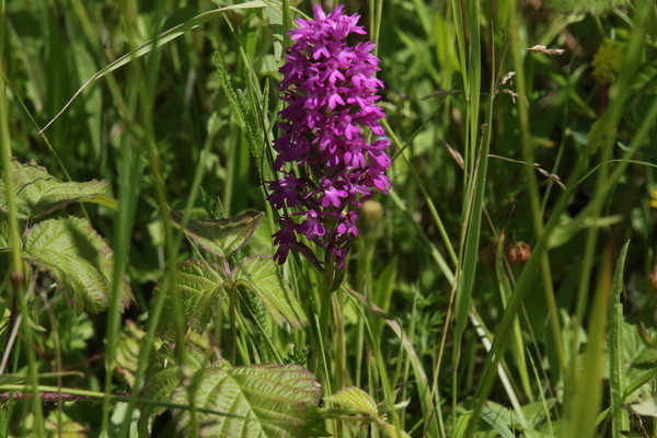 photo of Pyramidal Orchid