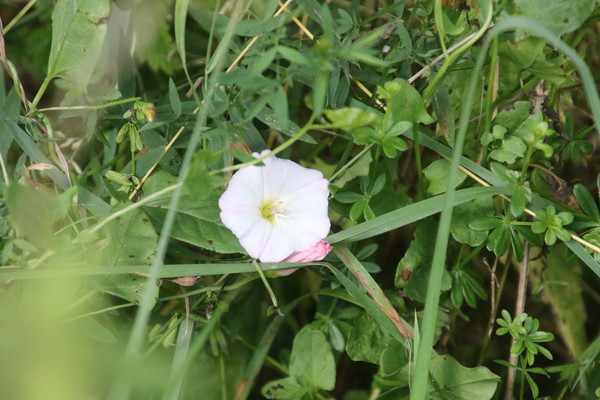 photo of Field Bindweed