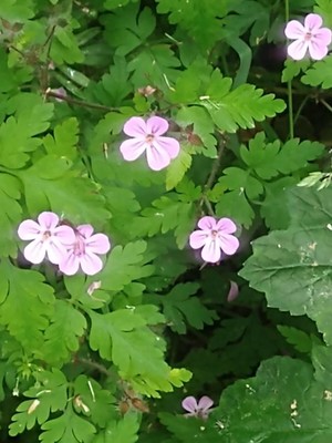 photo of Herb Robert
