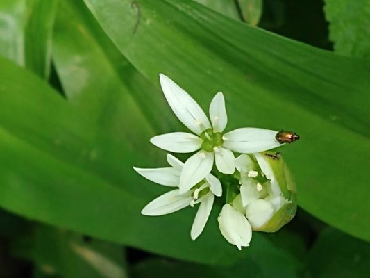 photo of Ramsons
