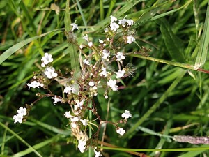 photo of Common Valerian