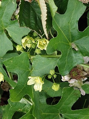 photo of White Bryony