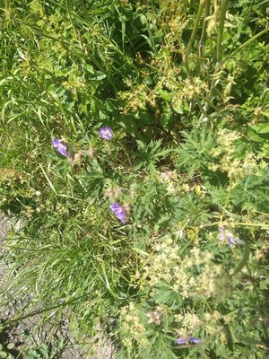 photo of Meadow Crane's Bill