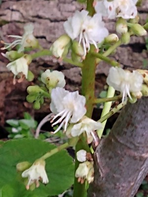 photo of Horse Chestnut