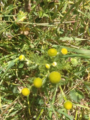 photo of Pineappleweed