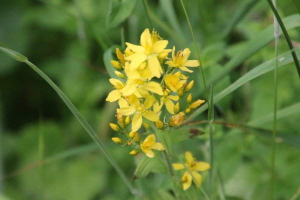 photo of Hairy St John's Wort