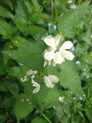 photo of White Dead Nettle