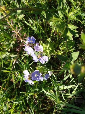 photo of Broadleaf Speedwell