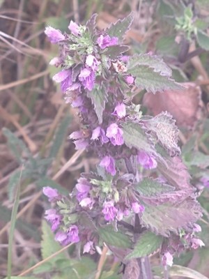 photo of Black Horehound