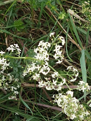 photo of Hedge Bedstraw