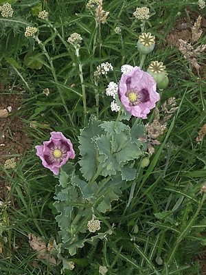 photo of Opium Poppy