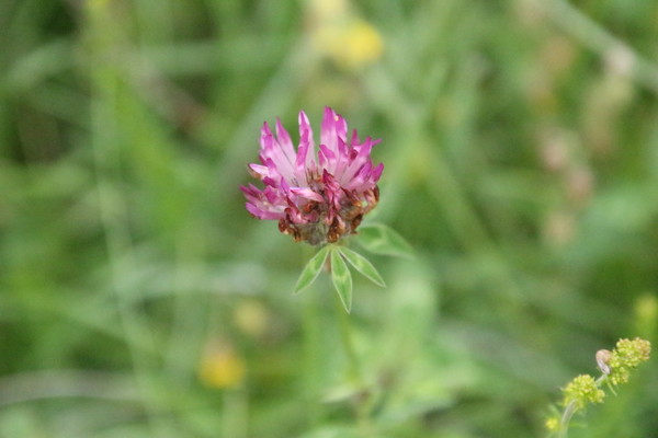 photo of Red Clover