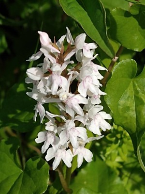 photo of Common Spotted Orchid