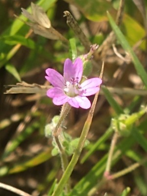 photo of Small Flowered Crane's Bill