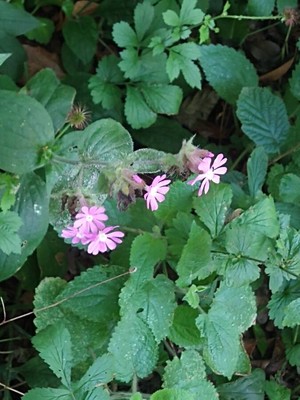 photo of Red Campion