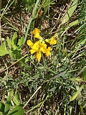 photo of Horseshoe Vetch