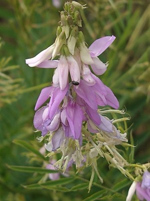 photo of Goat's Rue