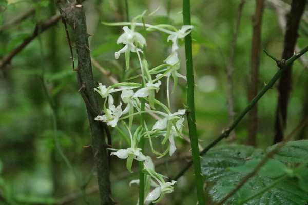 photo of Lesser Butterfly Orchid