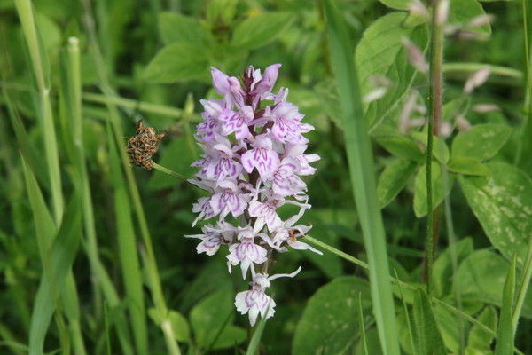 photo of Common Spotted Orchid
