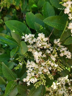 photo of Wild Privet