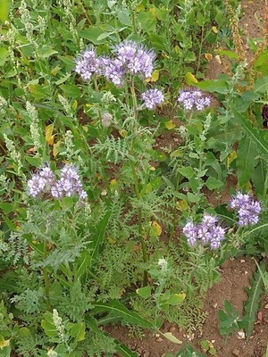 photo of Phacelia