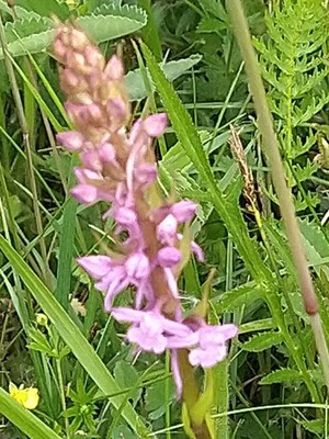 photo of Chalk Fragrant Orchid