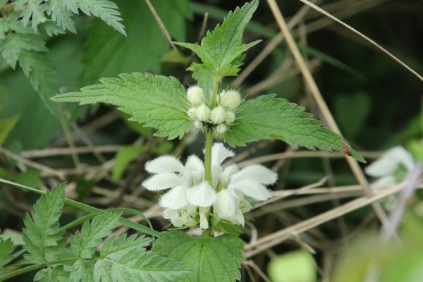 photo of White Dead Nettle