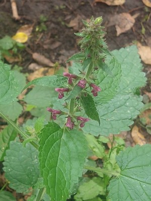 photo of Hedge Woundwort
