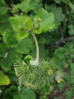 photo of Lesser Burdock