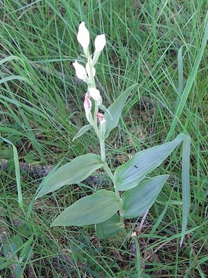 photo of White Helleborine