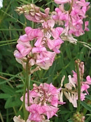 photo of Sainfoin