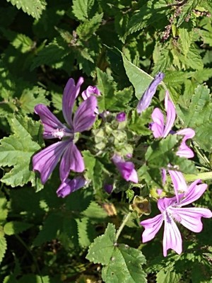 photo of Common Mallow