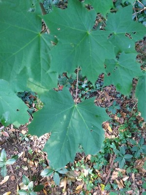 photo of Norway Maple