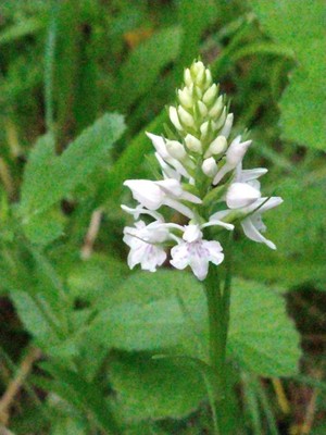 photo of Common Spotted Orchid