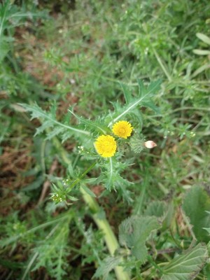 photo of Prickly Sow Thistle