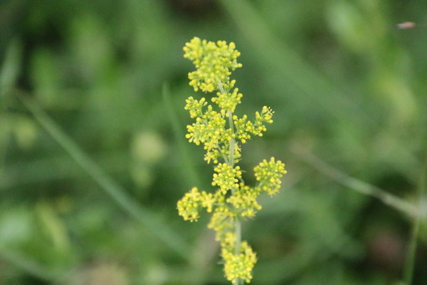 photo of Lady's Bedstraw