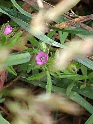 photo of Cut Leaved Crane's Bill
